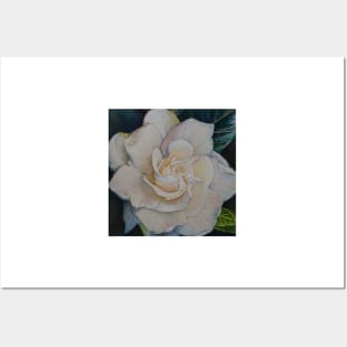 Gardenia Posters and Art